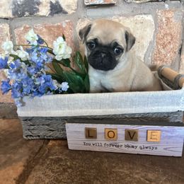 Black collar - Fawn male Pug puppy in Tucson, Arizona from Furever Friends