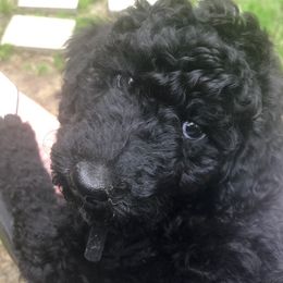Cavapoos from Harley Quinn Cavapoos