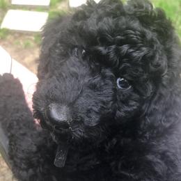 Cavapoos from Harley Quinn Cavapoos