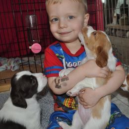 Brittany Puppies from Morgun’s Brittanys