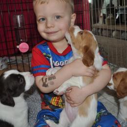 Brittany Puppies from Morgun’s Brittanys