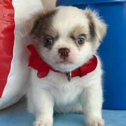 Cove - Merle female Chihuahua puppy in Gloucester, Virginia from Charlotte's Web of Chihuahuas