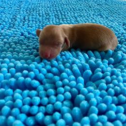 Cider - Red male Dachshund puppy in Wolf Lake, Indiana from Canisteo Dachshunds
