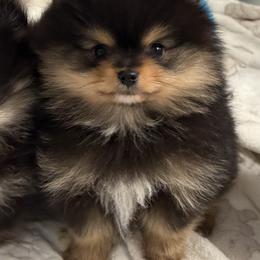 Adam - Black and tan male Pomeranian puppy in Newport Beach, California from Exotic City Pomeranians and chihuahuas