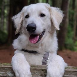 Rózsa - Kuvasz