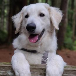 Rózsa - Kuvasz