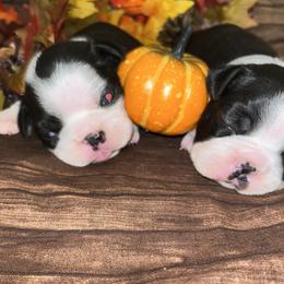 Boston Terrier Puppies from Baldwins Boston Terriers