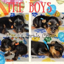Finn - Black and tan male Yorkshire Terrier puppy in Ben Wheeler, Texas from Nana's Yorkie Crew
