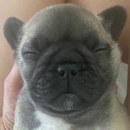 Parker - Fawn male French Bulldog puppy in Sidney Center, New York from iFrenchi