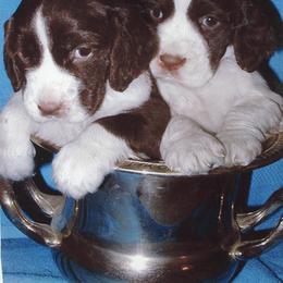 English Springer Spaniel Puppies from Gentry Springers