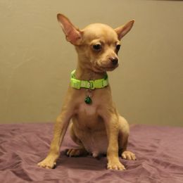 Reeses- Merle Male Puppy - Merle male Chihuahua puppy in Willamina, Oregon from Cherished Chihuahuas