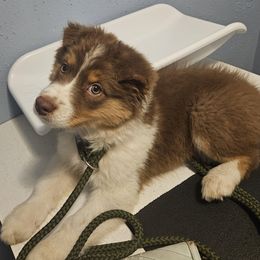 Roxy - Red tri-color female Australian Shepherd puppy in Bothell, Washington from BlueSpark Australian Shepherds