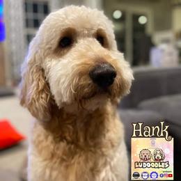 Goldendoodle Puppies from Lu Doodles
