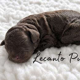 Garrick - Apricot male Poodle puppy in Lecanto, Florida from Lecanto Puppy