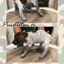 German Shorthaired Pointer Puppies from German Shorthaired Pointers - Golden CO