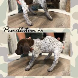 German Shorthaired Pointer Puppies from German Shorthaired Pointers - Golden CO