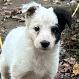 Milady - Black and white female Border Collie puppy in Long Valley, New Jersey from Hope's Farm