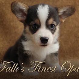 Falk's Finest Opal - Black and tan female Pembroke Welsh Corgi puppy in Marinette, Wisconsin from Falk's Finest Corgis