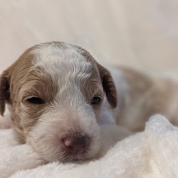 Goldendoodles and Poodles from Alger Farm, LLC
