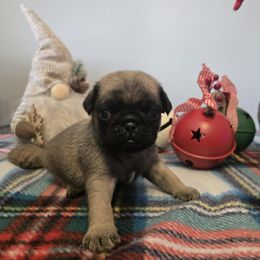 Boy 3 - Fawn male Pug puppy in Auburn, Kentucky from Prentice Family Pugs, Bugs & Corgis