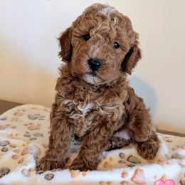 Betsy - female Whoodle puppy in Layton, Utah from Penny's Puppies