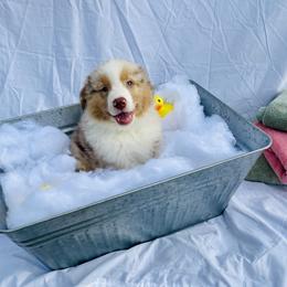 Australian Shepherd Puppies from Aussome Okie Aussies
