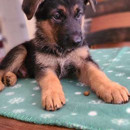 Green, Male - German Shepherd puppy from Jessica's German Shepherds