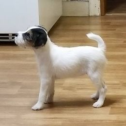 Jack Russell Terrier Puppies from Hidden Acres Working Jack Russell Terriers