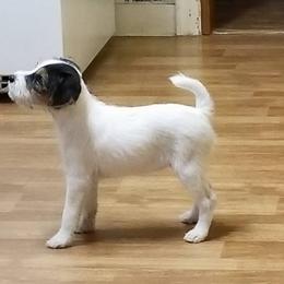 Jack Russell Terrier Puppies from Hidden Acres Working Jack Russell Terriers