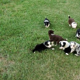 Border Collie Puppies from Soaring Borders Border Collies