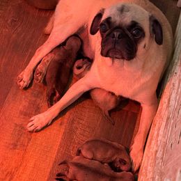 Puppy 1 - Fawn male Pug puppy in Watseka, Illinois from Jakes Lil Country Kennels