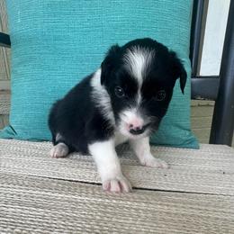 Rey - Black and white female Border Collie puppy in Winnsboro, Texas from Pecan Grove Pups