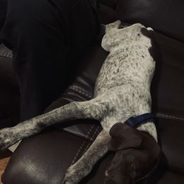 German Shorthaired Pointers from Briar Creek Pointers