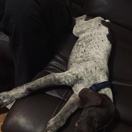 German Shorthaired Pointers from Briar Creek Pointers