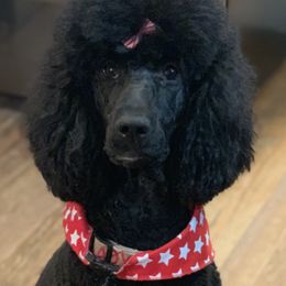 Poodles from Fancy’s Black Label Poodles