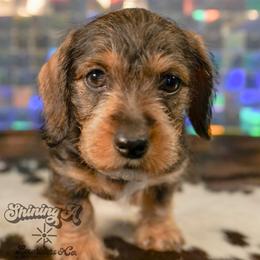 Hunny - Wild  boar and tan female Dachshund puppy in Mc Neil, Arkansas from Shining A Lowriders & Co.