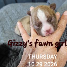 Gizzy's dark girl - Seal brindle and white female Boston Terrier puppy in Versailles, Indiana from Benhams Bostons