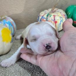Cider - Parti male Goldendoodle puppy in Crawfordsville, Iowa from DoodleBlessings