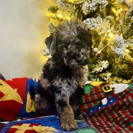 Merle - Merle female Goldendoodle puppy in Sanford, Florida from Florida Coast Golden Doodles
