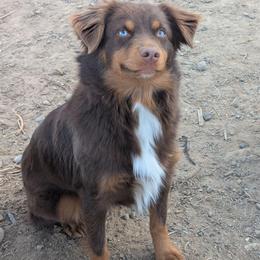 Ravioli - Toy Australian Shepherd