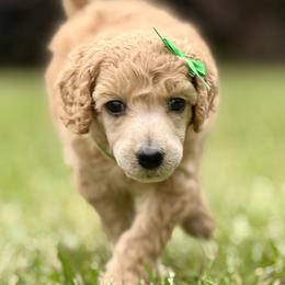 Miss Green Collar (video) - Apricot female Poodle puppy in Screven, Georgia from Dreamland Standard Poodles