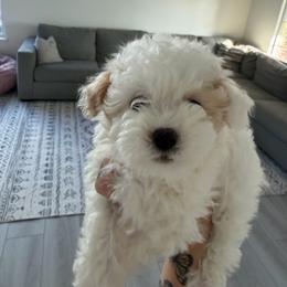 Puppy 2 - Cream female Poodle puppy in Grass Valley, California from Cuddle Paws Poodles