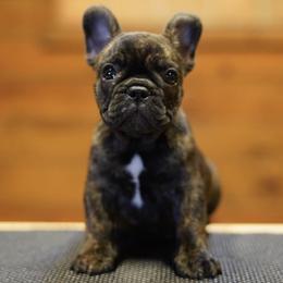 French Bulldogs and Weimaraners from Lake View Kennels