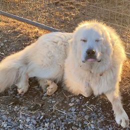 Australian Shepherds and Great Pyrenees from Naches Heights Ranch
