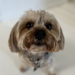 Hank - Yorkshire Terrier