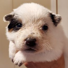 Boy 2 - Blue mottled male Australian Cattle Dog puppy in Lenoir, North Carolina from Blue Coyote Ranch