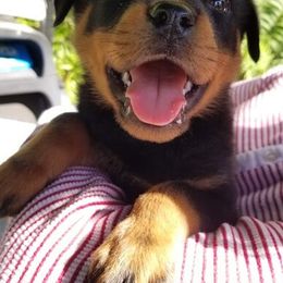 Rottweilers from Rottie Mama