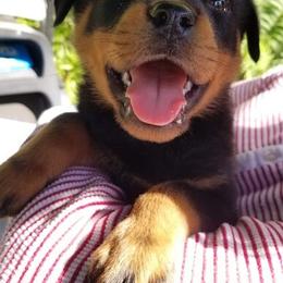 Rottweilers from Rottie Mama