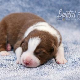 Australian Shepherd, Miniature American Shepherd, Miniature Australian Shepherd, and Toy Australian Shepherd Puppies from Painted Blue Aussies