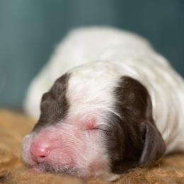 Red - Brown and white male Sheepadoodle puppy in Youngstown, Florida from Wonderland’s Boujie Kennels